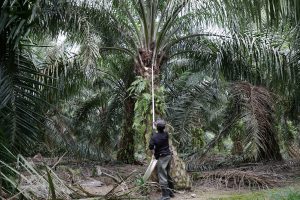 Malaysia’s FGV plunge hit by US ban on its palm oil products