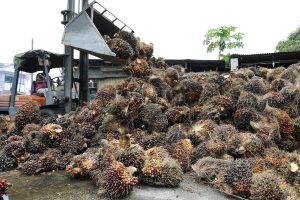 India Cuts Tax on Crude Palm Oil Imports to Help Consumers, Refiners