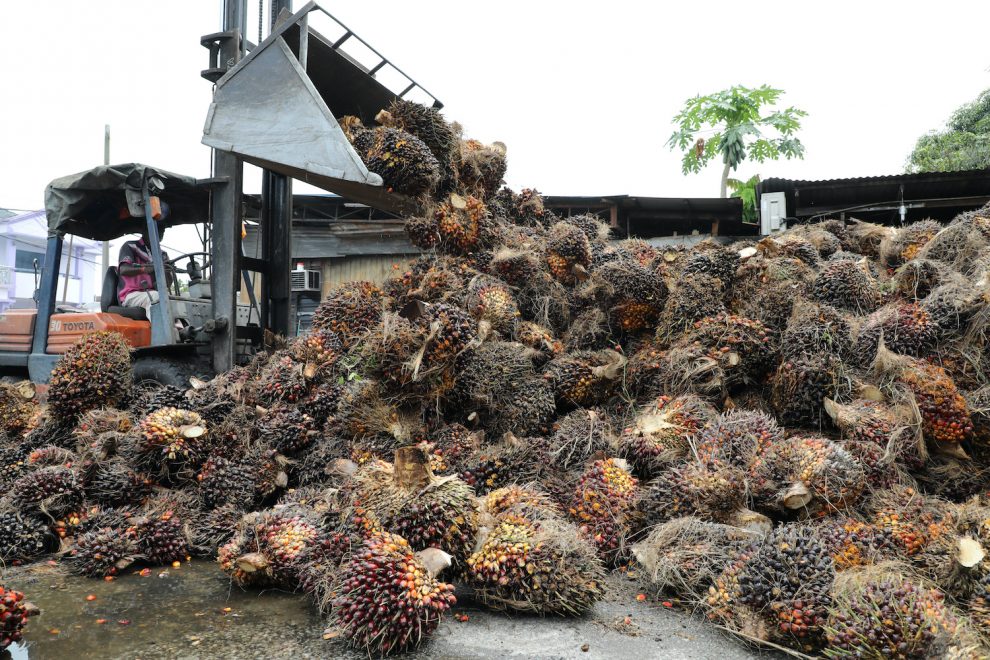 Palm Oil Scales Record Prices on Reduced Indonesia Supply Outlook
