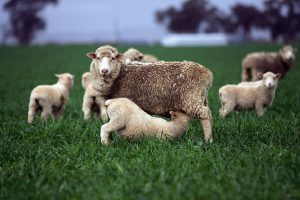 Australian Farmers in $28bn Cry for Help over China’s Tariffs