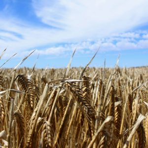 WTO seeks to resolve Australia-China row over barley