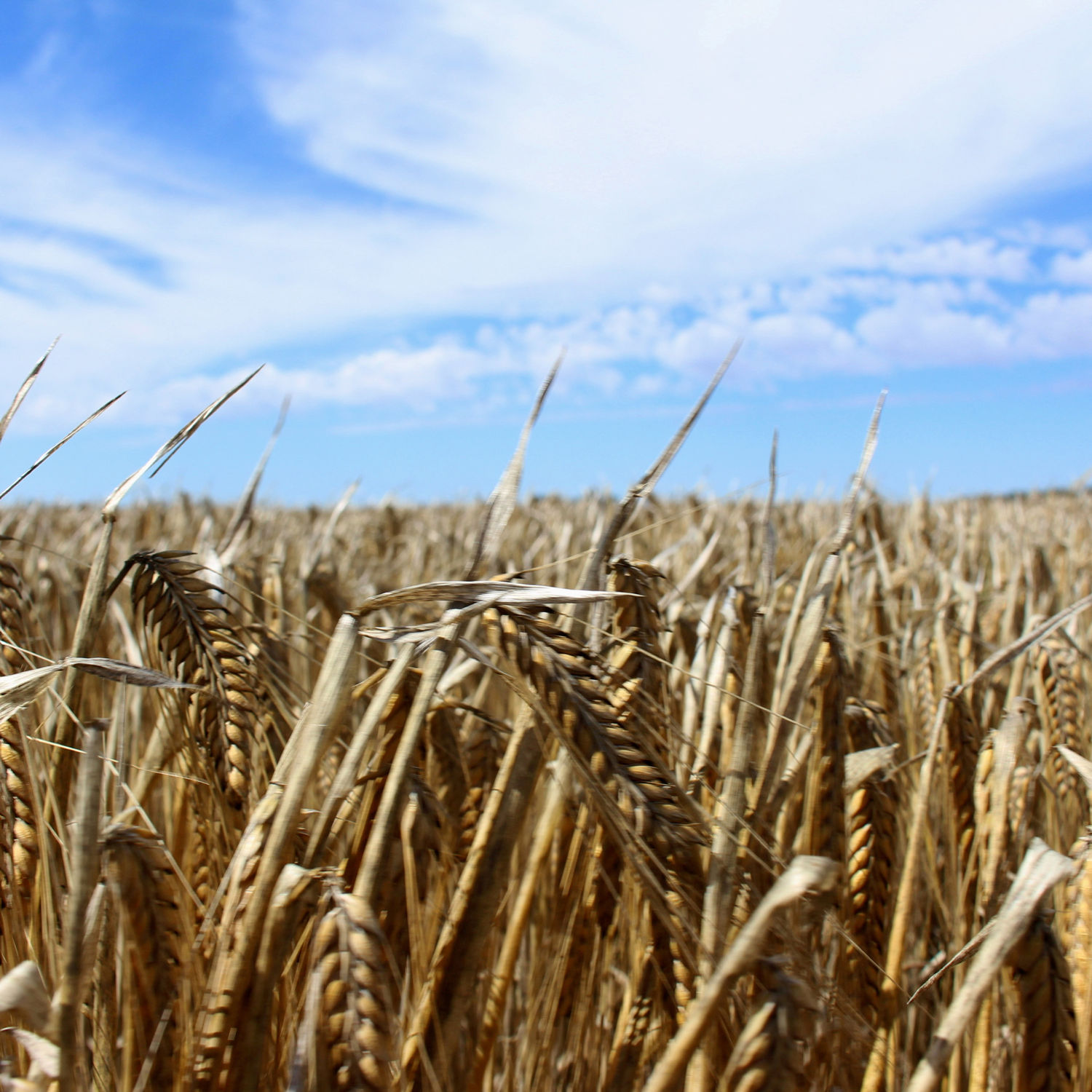 WTO seeks to resolve Australia-China row over barley