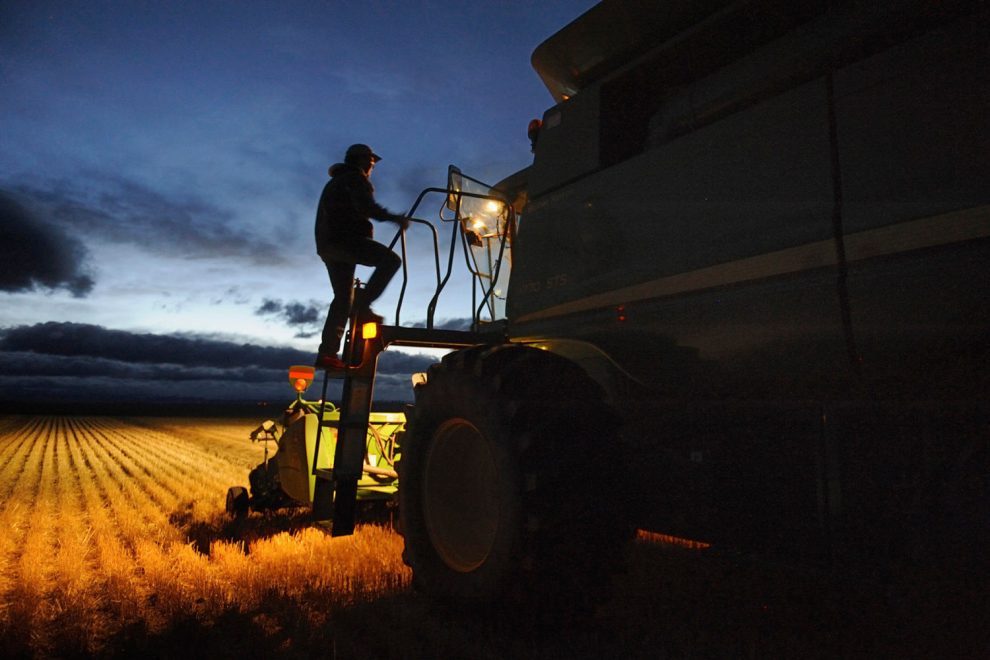 China Grabs French and Canadian Barley as Pig Herd Grows