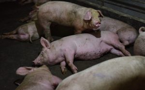 Huawei to use AI and high-tech to create ‘smart pig farming’