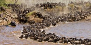 Beyond herd mentality in financial markets