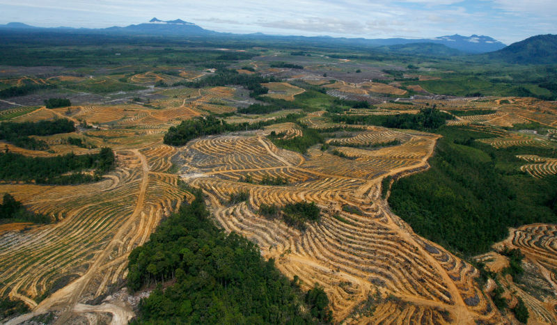 Indonesia’s Palm Oil Export Curbs Roil Global Market