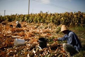 Beijing Biotech Firm Banks on GM Corn in Bid to be China’s Monsanto