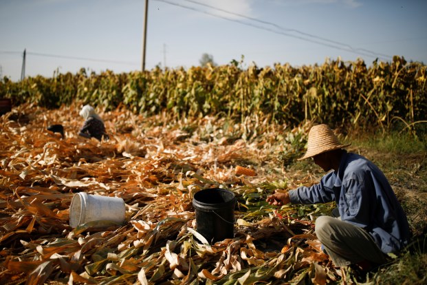 Corn