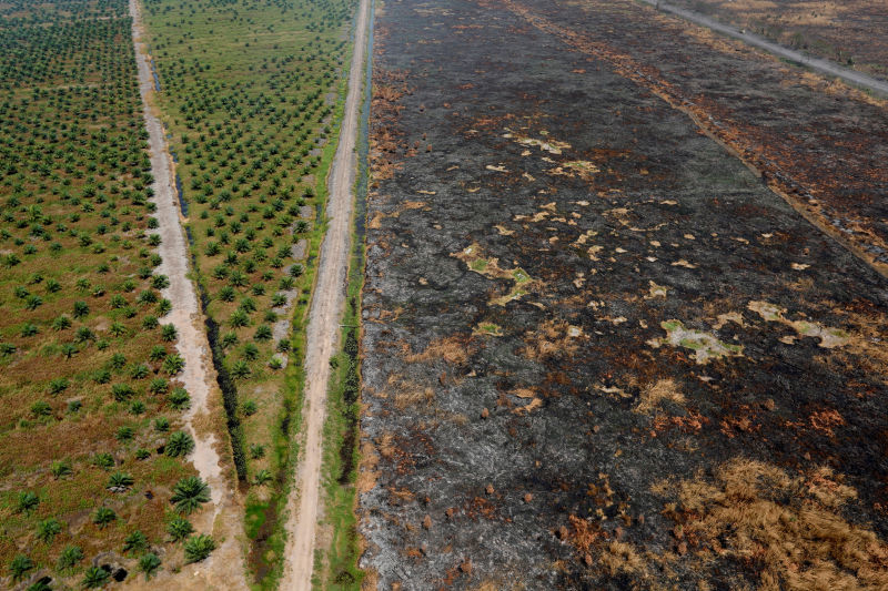 Analysts Expect Palm Oil Price Correction: Jakarta Post