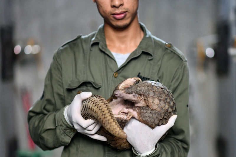 Norway Fund Dumps China’s Yunnan Baiyao Over Pangolins