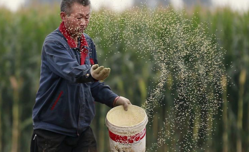 China Says Its First Gene-Edited Soybean is Safe