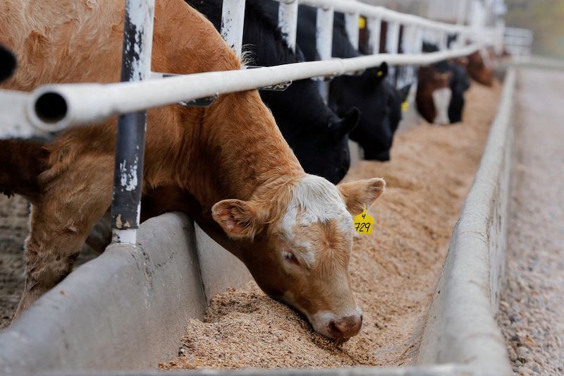 Philippines Lifts BSE Ban on Canadian Beef Imports