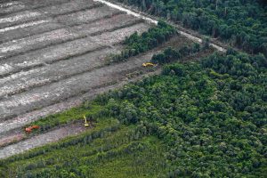 China Companies Rank Poorly in Deforestation Table