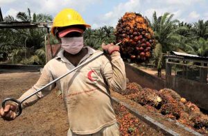 Indonesia Runs Early Tests to Produce Palm Oil Petrol