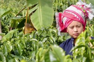 Myanmar to Export 450-500 Tonnes of Coffee - New Light