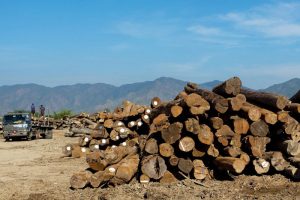 Myanmar Exports Teak to US in Defiance of Sanctions