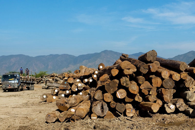 Myanmar teak