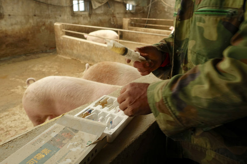 China Turns to Technology to Improve its Pig Herd