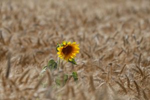 Invasion of Ukraine Threatens Global Wheat Supply – NYT