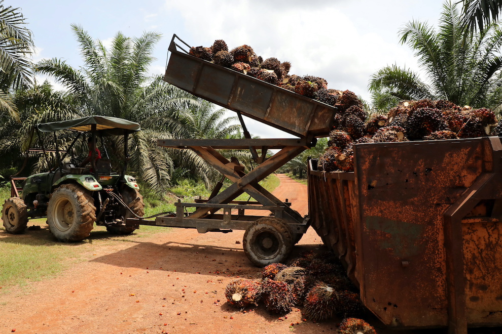 Malaysian Firm Launches Online Market for ‘Sustainable’ Palm Oil