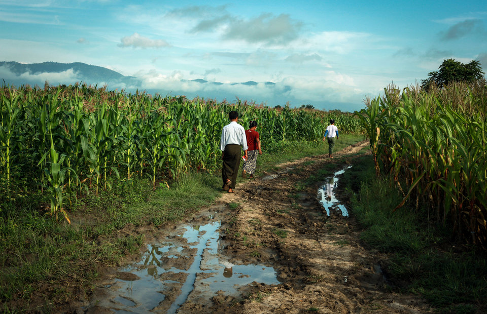 Myanmar Maize