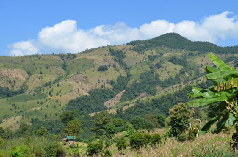 Forest Removal Accelerates Tropical Carbon Loss, Study Finds