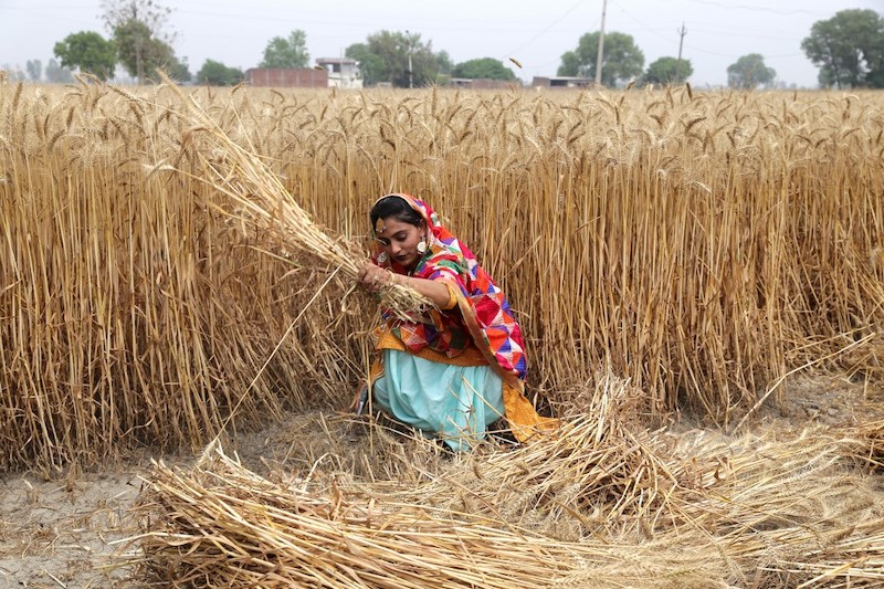 Egypt Confirms Indian Wheat Could be Added to Import List