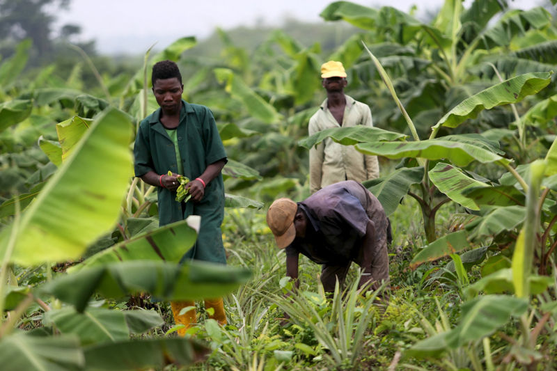 Singapore Company to Help Modernise Nigerian Agribusiness