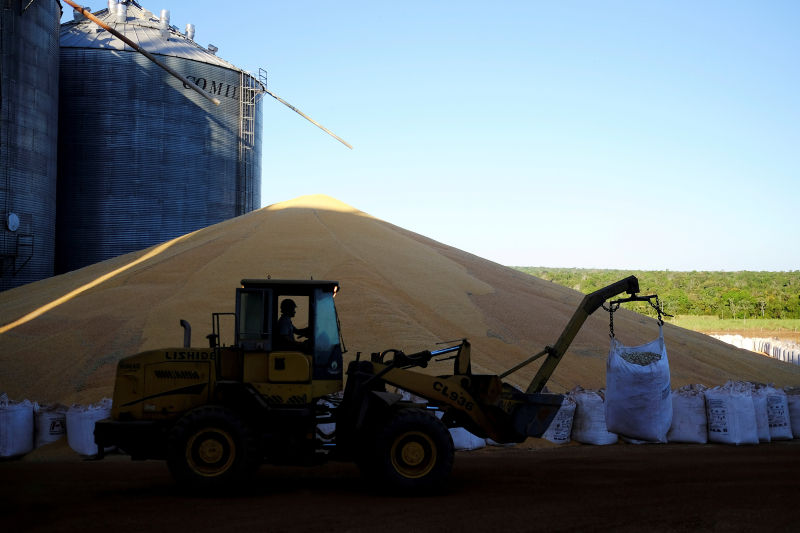 China is buying more Brazilian maize (corn), seen here at a farm in the South American nation.