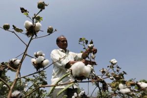 Sustainability Programme to Boost South Asian Cotton Growers