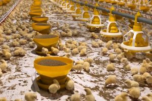 Fintech Startup Propels Indonesian Poultry Productivity
