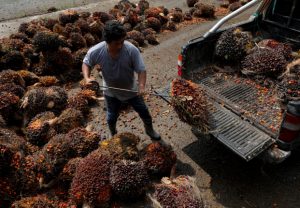 A man unloads fresh fruit bunches of oil palm 