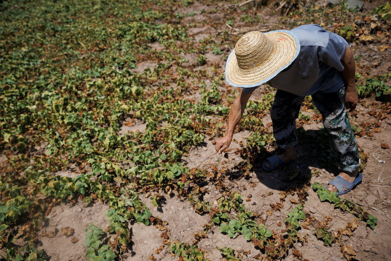 China’s Farmers, Factory Owners Battle Heatwave, Power Cuts