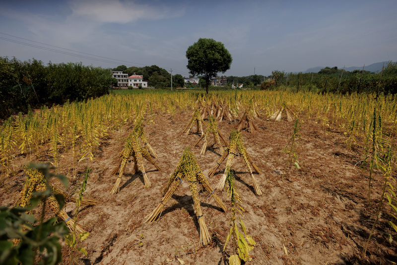 Harvested crops in Jiangxi province amid drought 27 Aug 2022.
