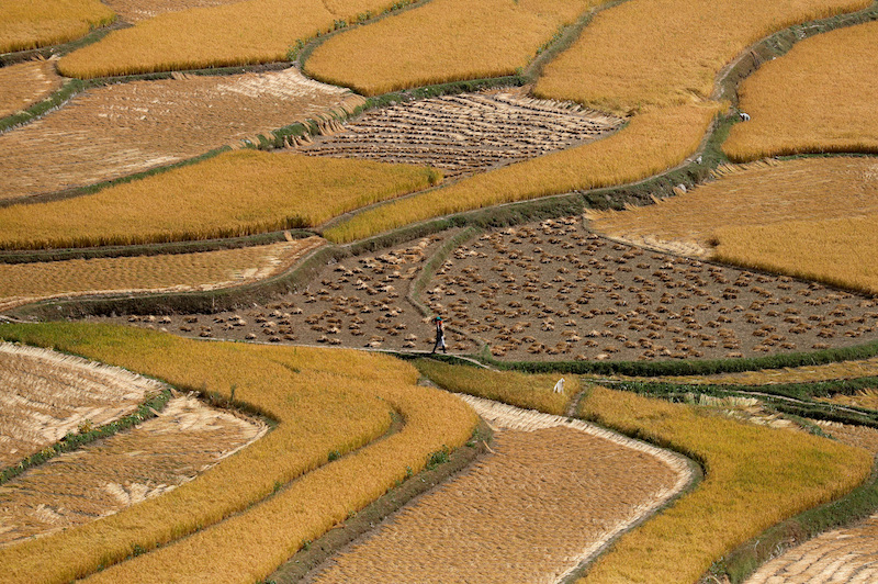 India's move to curb rice exports is likely to spur a rise in both rice and other staple food costs.