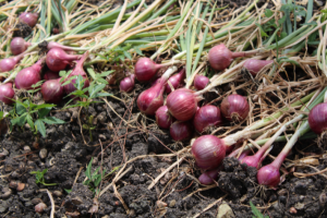 Onions ‘Like Gold’ in Inflation-Saddled Philippines – Guardian