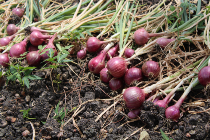 onion crops