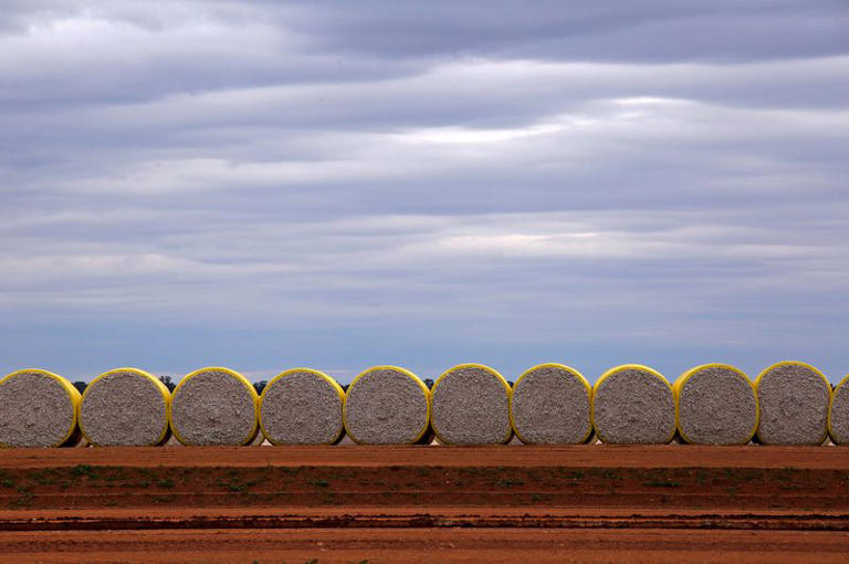 China Buys Australian Cotton in Anticipation of Trade Ban Lift