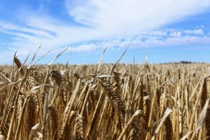 Australia and China Move to Resolve Barley Trade Row