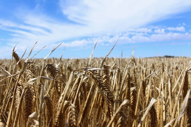 Australia and China Move to Resolve Barley Trade Row