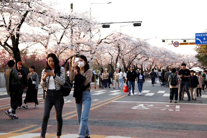 South Koreans walk near blooming cherry blossoms in Seoul