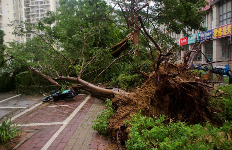 A fallen tree is seen on a street as Typhoon Talim brought strong wind and heavy rainfall in Beihai, Guangxi Zhuang Autonomous Region, China July 18, 2023. cnsphoto via REUTERS?File Photo