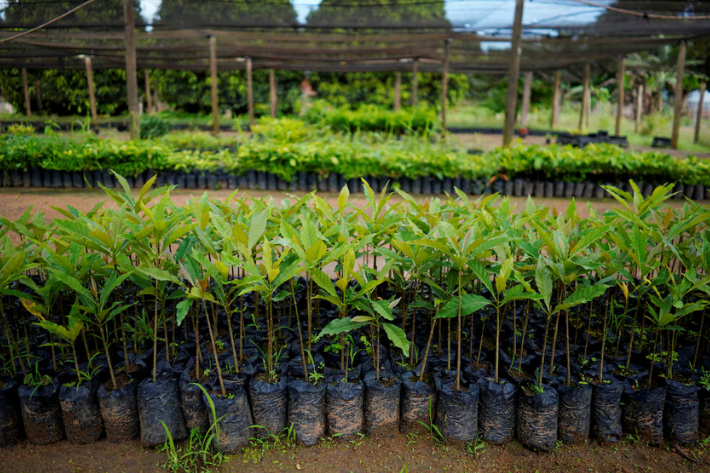 Saplings grown at the nursery of the nonprofit environmental group Rioterra, await planting to restore areas of a nearby rainforest, at the Jamari National Forest, in Itapua do Oeste, Rondonia state, Brazil