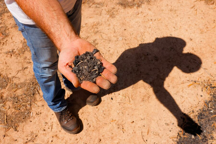 Domingo Albacete, 44, a farmer, shows biochar deposited around an olive tree during an experiment by researchers from the University of Jaen in his olive grove, in Chiclana de Segura, near Jaen, Spain