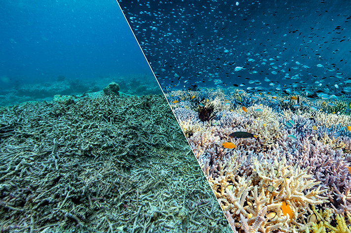 Before and after coral restoration