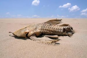 Scientists Say 2024 ‘Virtually Certain’ to be Hottest on Record