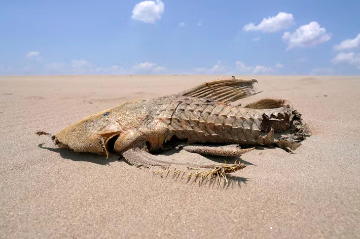 A fish carcass is seen on a sandbank that emerged in the middle of the Solimoes River in the Amazon Basin,
