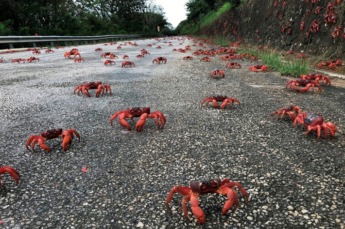 Migrating red crab are seen on a road on Christmas Island, Australia,