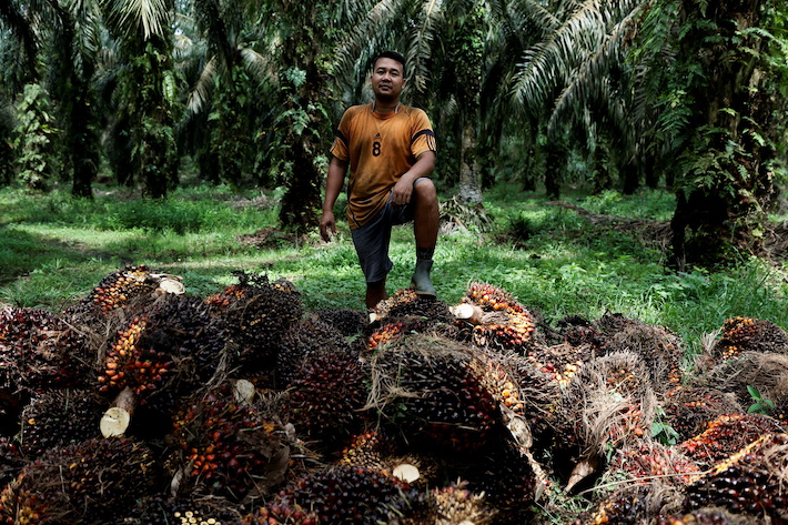 Indonesia ‘May Seize Another 5m Hectares of Palm Oil Plantations’